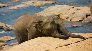 gray elephants on water